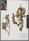 Foto von Salix waldsteiniana Willd.